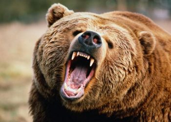 bear, bear market