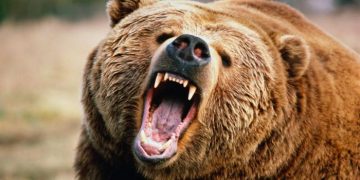 bear, bear market