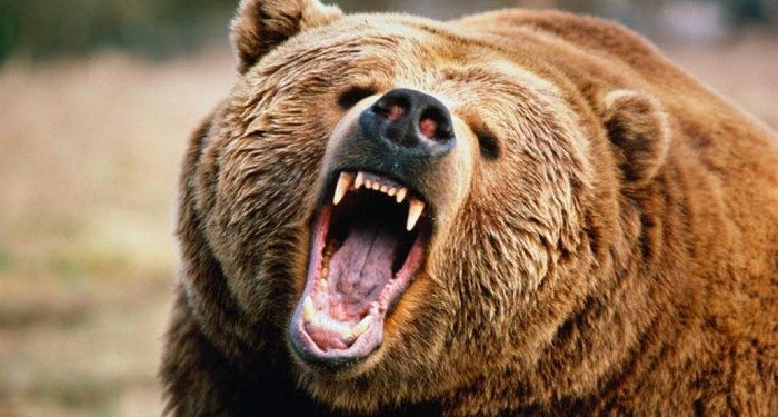 bear, bear market