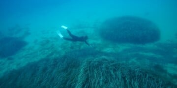 Posidonia Seagrass Meadows ©Vasilis Mentogiannis.jpg