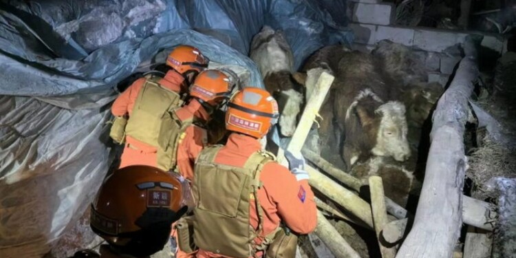 epa11097785 Rescuers search through a quake-affected area in Yamansu Township, Wushi County of Aksu Prefecture, northwest China's Xinjiang Uygur Autonomous Region, 23 January 2024. A 7.1-magnitude earthquake jolted Wushi County in Aksu Prefecture in northwest China's Xinjiang Uygur Autonomous Region at 2:09 a.m. on 23 January (Beijing Time), according to the China Earthquake Networks Center (CENC). According to the Xinjiang Earthquake Agency, the epicenter is approximately 50 km from the county seat of Wushi, with five villages located within a 20-kilometer radius around the epicenter. Several residential houses and livestock sheds collapsed in the epicenter, with some herdsmen suffering minor injuries, according to local sources. Parts of the area had experienced temporary disruption of electricity supply shortly after the quake. But the supply had been gradually restored.  EPA/XINHUA / WANG XUDONG CHINA OUT / UK AND IRELAND OUT  /       MANDATORY CREDIT  EDITORIAL USE ONLY  EDITORIAL USE ONLY